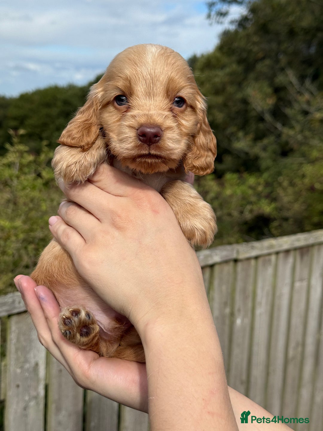 Cocker Spaniel dogs for sale: KC Show Cocker spaniels health tested parents  - Image 1