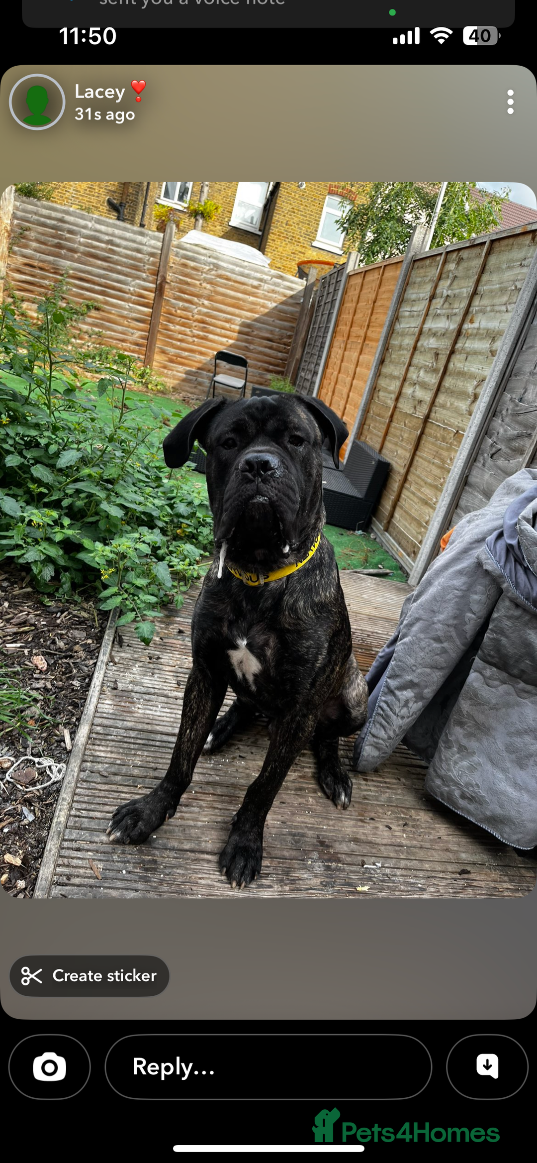 Mixed Breed dogs for sale: 21month old cane corso  - Advert 2
