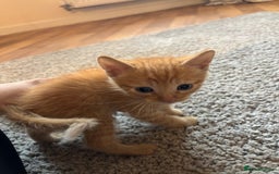 Mixed Breed cats for sale: Tortoiseshell/Mixed Kittens  - Image 4