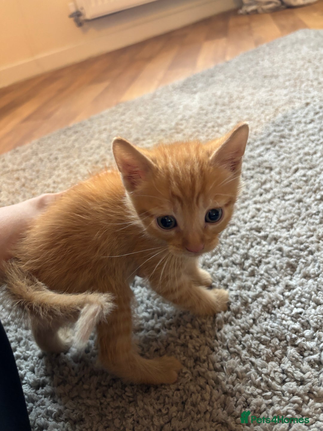 Mixed Breed cats for sale: Tortoiseshell/Mixed Kittens  - Image 4