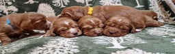Cocker Spaniel dogs for sale: KC Registered Fox Red Working Cocker Spaniel Pups - Advert 3