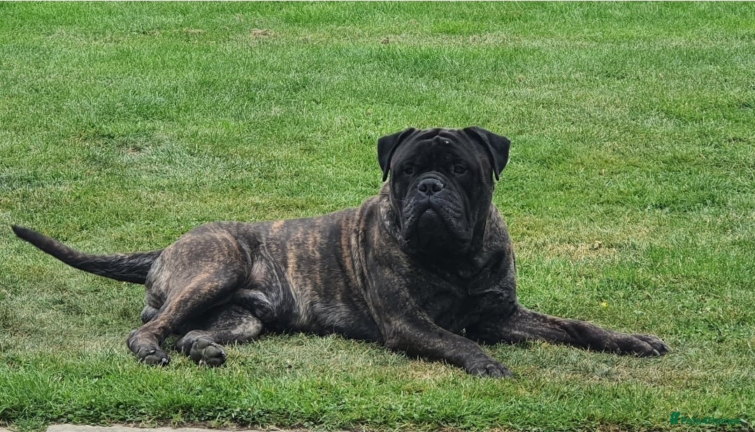 Bullmastiff dogs for sale: Quality Health Tested KC Bullmastiffs - Advert 5