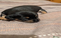 Mixed Breed dogs for sale: 3 beautiful male miniature dachshunds mix - Advert 6