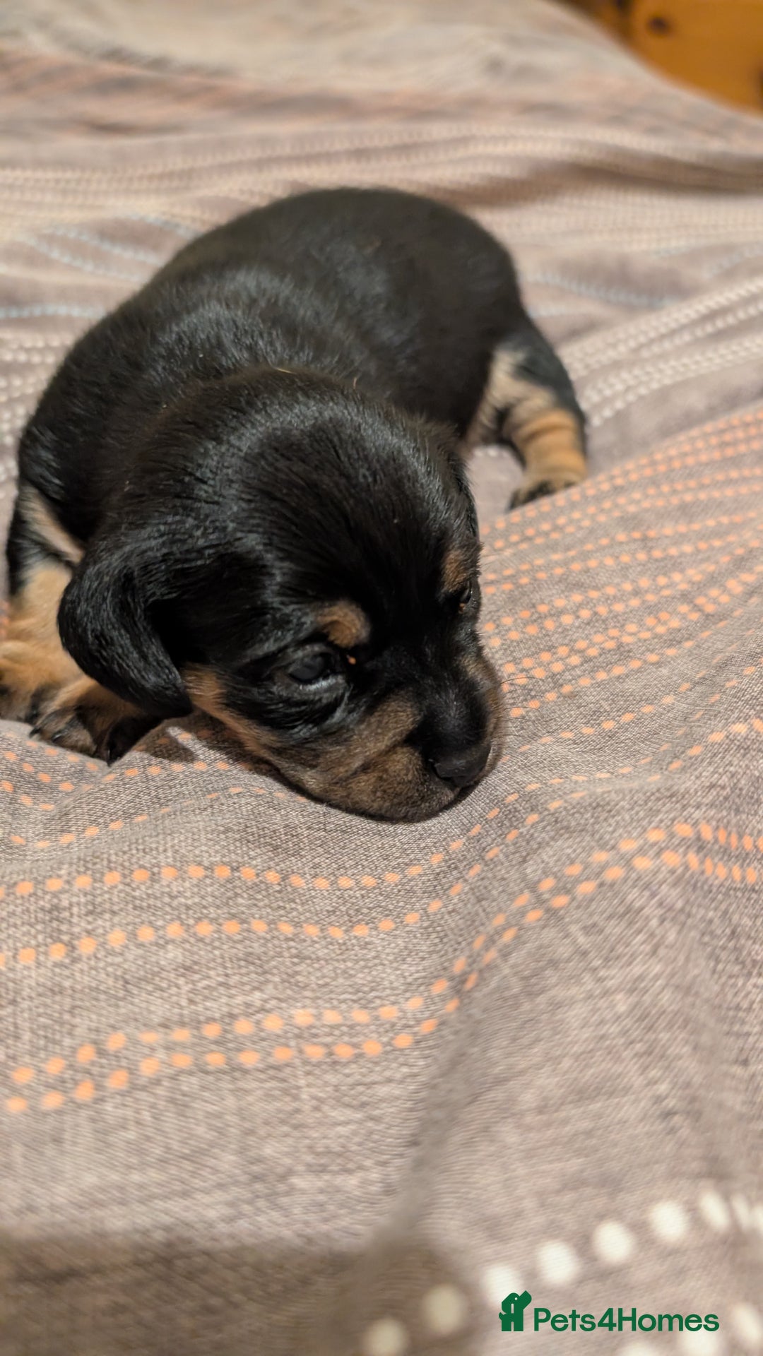 Mixed Breed dogs for sale: 3 beautiful male miniature dachshunds mix - Advert 6