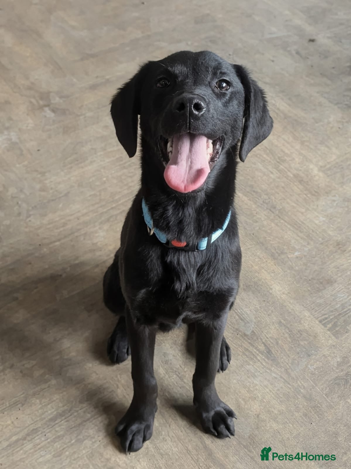 Labrador Retriever dogs Trained Labrador for sale  - Advert 2