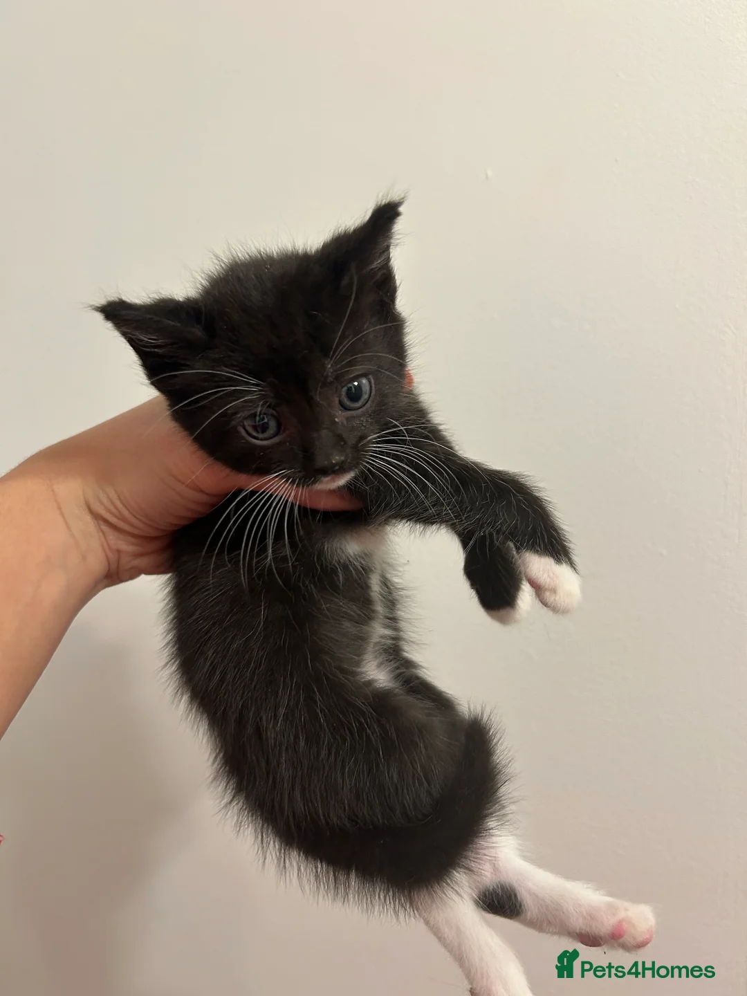 Mixed Breed cats for sale: Cute kittens ready to go open to offers  - Advert 8