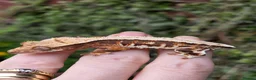Gecko reptiles for sale: Various crested geckos - Advert 6
