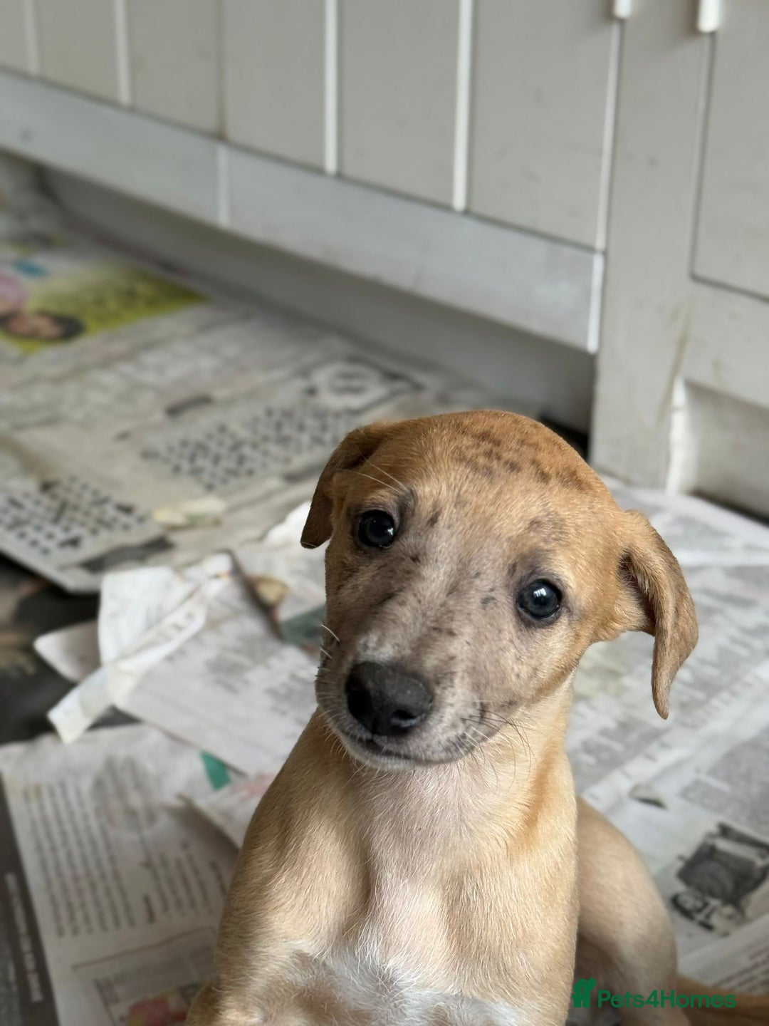 Whippet dogs for sale: 99% whippets (Merle) - Image 16