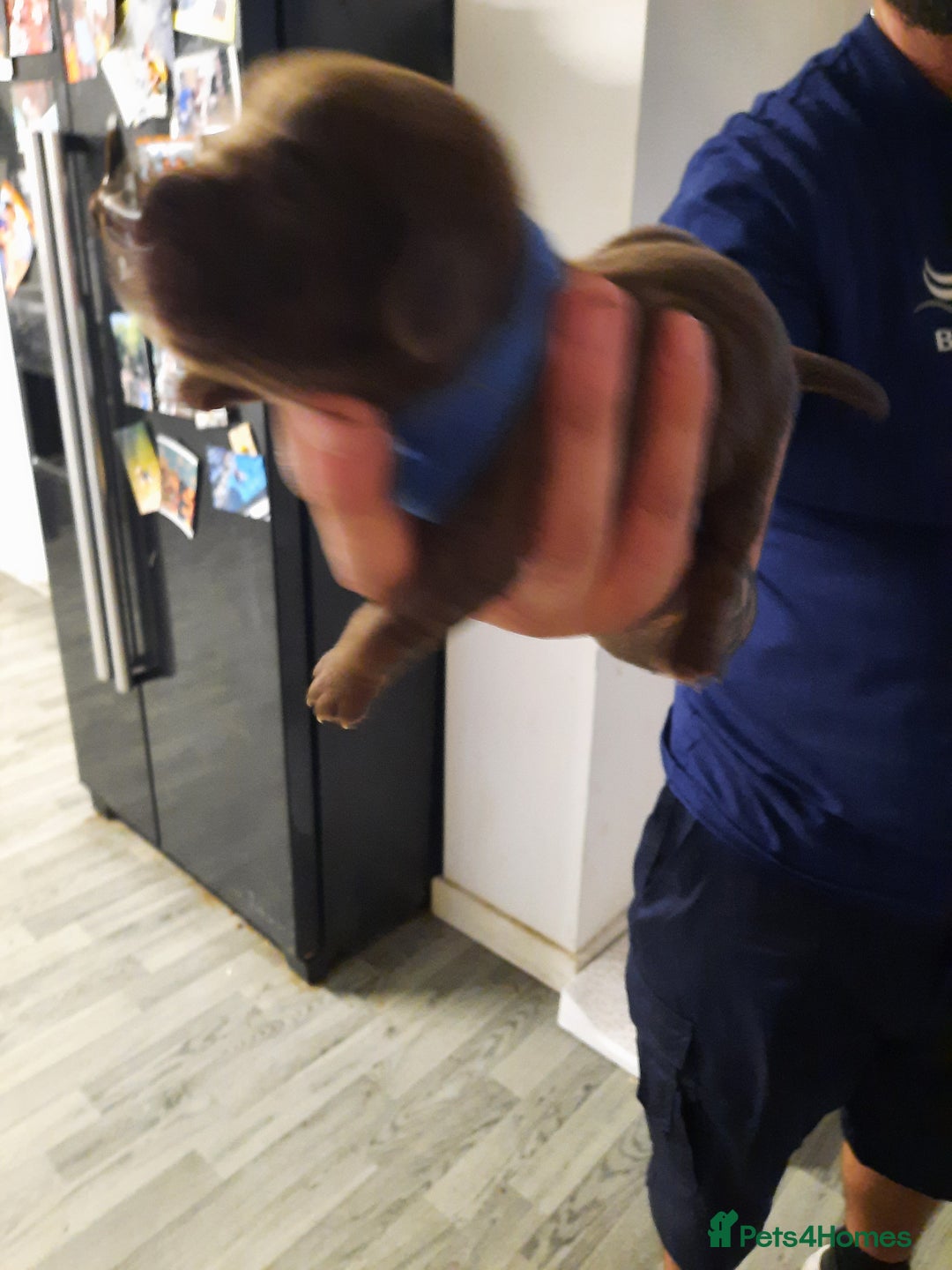Mixed Breed dogs for sale: Mini hippo puppies  - Image 2