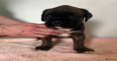 Boxer dogs - Advert 9