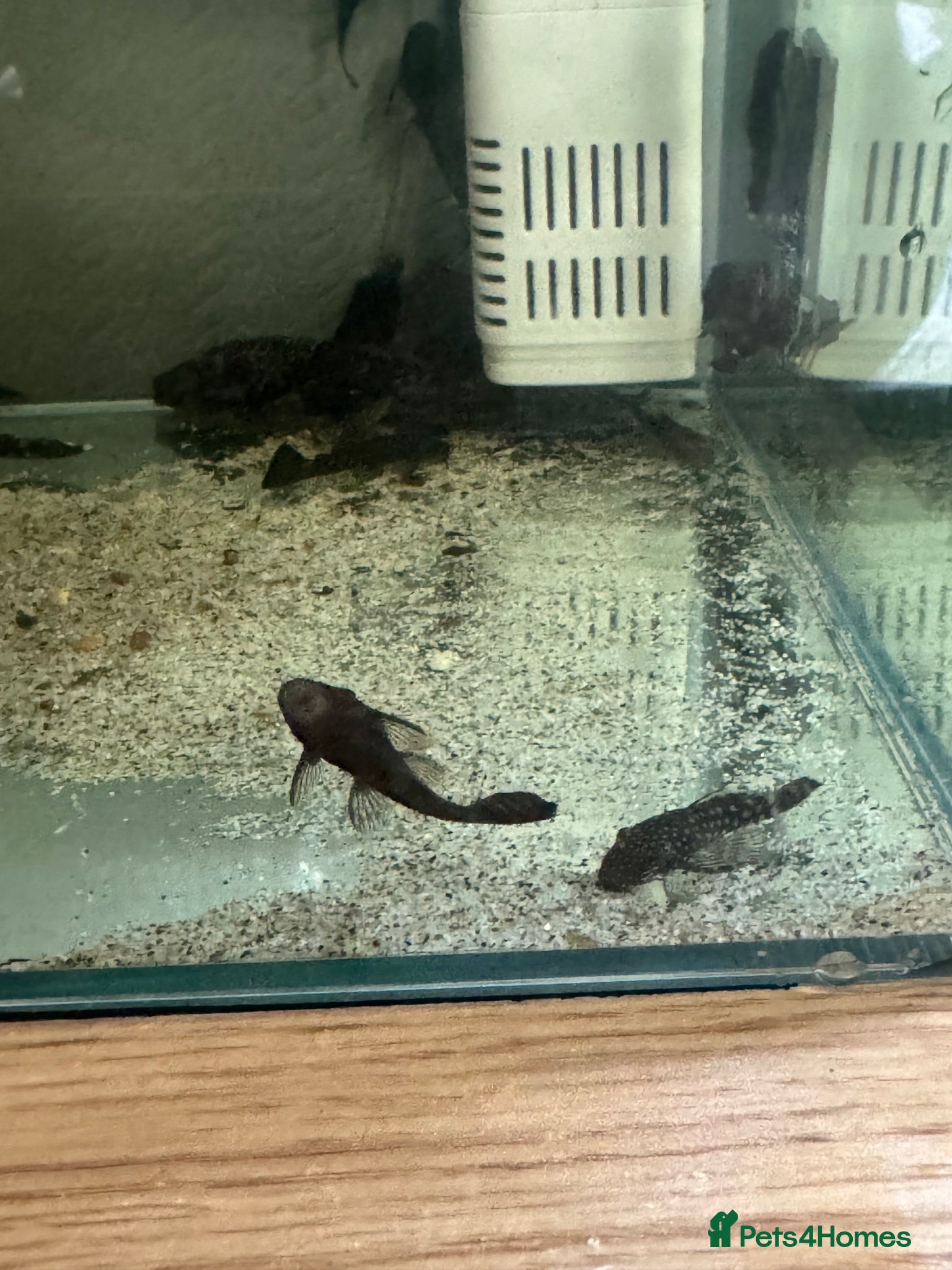 Plecos fish bristlenose pleco - Advert 1