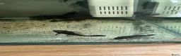 Plecos fish for sale: bristlenose pleco - Advert 1