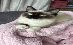 Ragdoll cats for sale: Female ragdoll - Advert 6