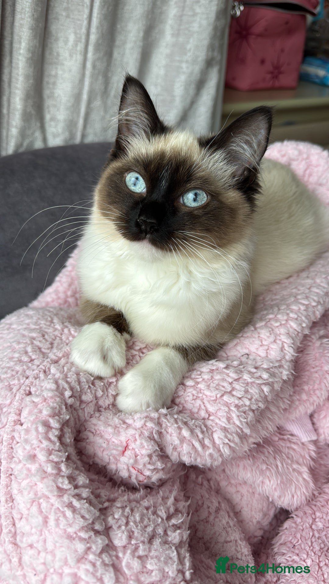Ragdoll cats for sale: Female ragdoll - Advert 6