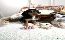Miniature Dachshund dogs for sale: 𝕃𝕠𝕟𝕘 𝕙𝕒𝕚𝕣 𝕞𝕚𝕟𝕚 𝔻𝕒𝕔𝕙𝕤𝕙𝕦𝕟𝕕𝕤 - Image 14