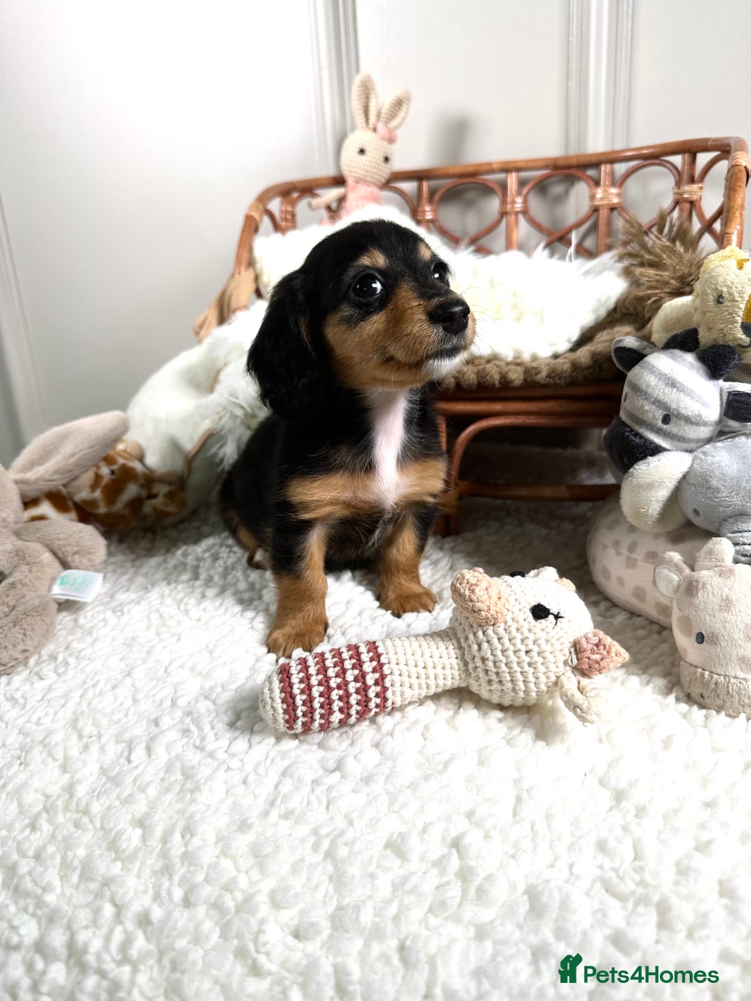 Miniature Dachshund dogs for sale: 𝕃𝕠𝕟𝕘 𝕙𝕒𝕚𝕣 𝕞𝕚𝕟𝕚 𝔻𝕒𝕔𝕙𝕤𝕙𝕦𝕟𝕕𝕤 - Image 14