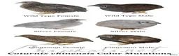 Quail poultry for sale: 12 Fresh Chinese Painted Quail Hatching Eggs  - Advert 10