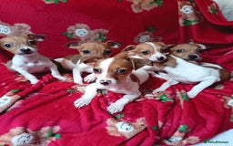 Jack Russell dogs for sale: Jack Russell puppies  - Image 1