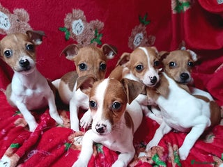 Jack Russell dogs - Advert 16