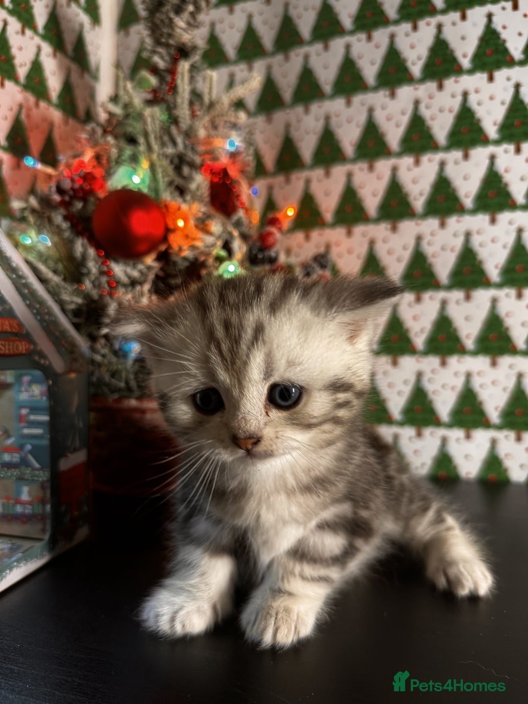 Scottish Fold cats for sale: 4 Beautiful Scottish Fold Kittens - Advert 21