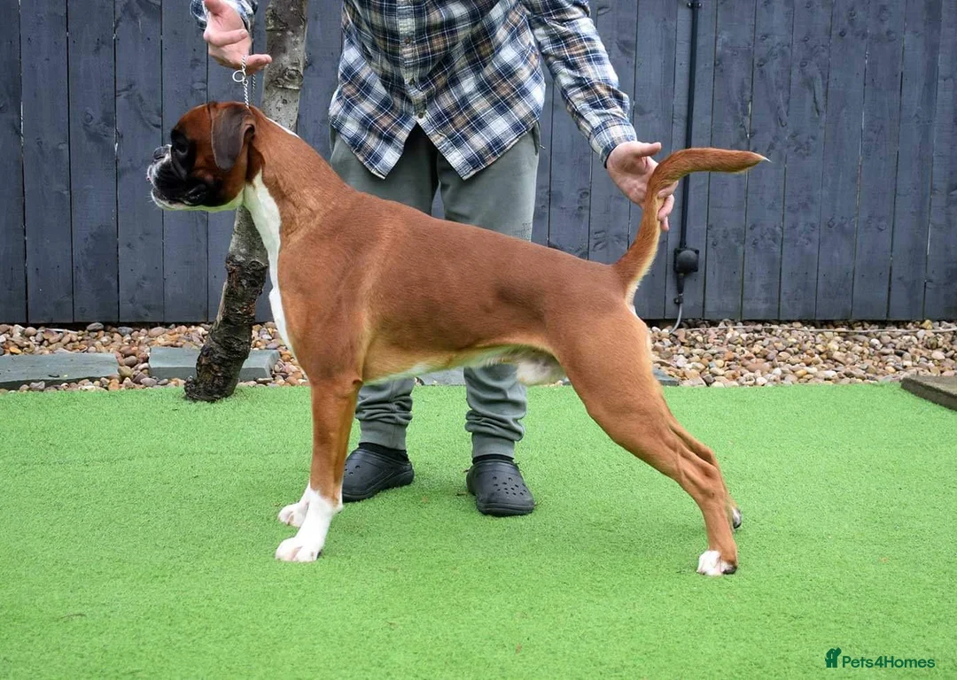 Boxer dogs for stud: Fully Health tested euro / kc reg Boxsanuk Gelso  in Newcastle upon Tyne - Advert 5
