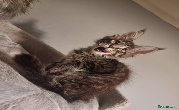 Maine Coon cats TICA REG.  Amazing kittens  - Advert 4