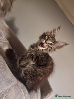 Maine Coon cats TICA REG. Amazing kittens - Advert 7
