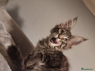 Maine Coon cats TICA REG. Amazing kittens - Advert 17