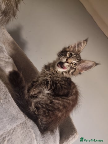 Maine Coon cats TICA REG. Amazing kittens - Advert 4