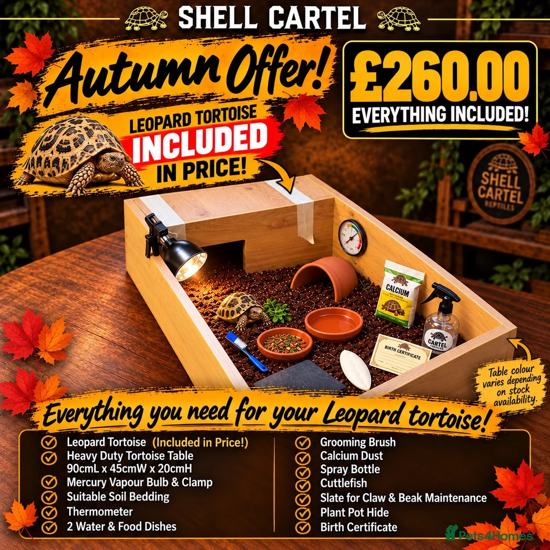 Tortoise reptiles for sale: BABY LEOPARDS & SET UPS - Advert 2