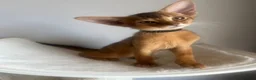 Abyssinian cats for sale: Adorable Abyssinian kittens - Advert 14