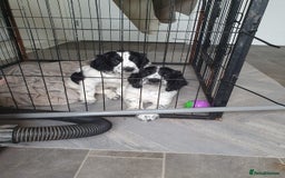 Cocker Spaniel dogs for sale: Blue roan cocker spaniel puppies. - Image 1