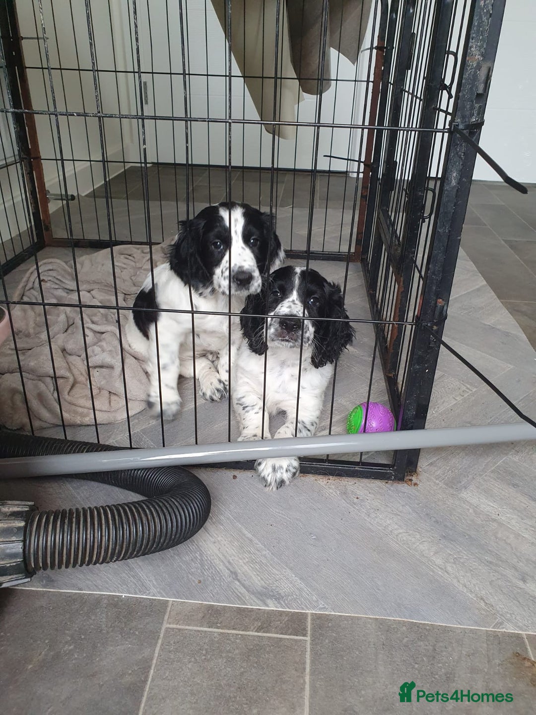 Cocker Spaniel dogs for sale: Blue roan cocker spaniel puppies. - Image 1