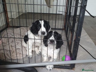 Cocker Spaniel dogs - Advert 8