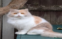 British Longhair cats for sale: Beautiful GrCh female - Image 1
