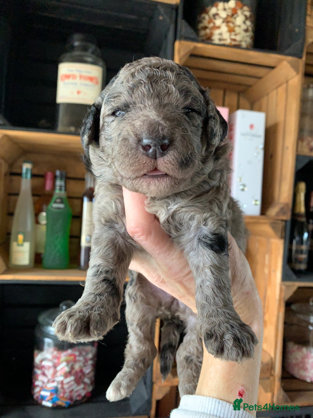 Bernedoodle dogs for sale: Standard Bernedoodle Blue Merle, Black White. - Image 30