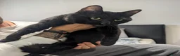 Mixed Breed cats for sale: Shadow tabby he is mixed bengle and short hair in Farnham - Advert 3