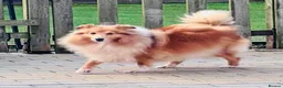 Shetland Sheepdog dogs for sale: Beautiful sable Shetland sheepdog girl  - Advert 6