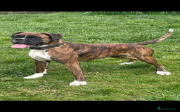 Boxer dogs for sale: 3yr old boxer female looking for loving home  - Image 4