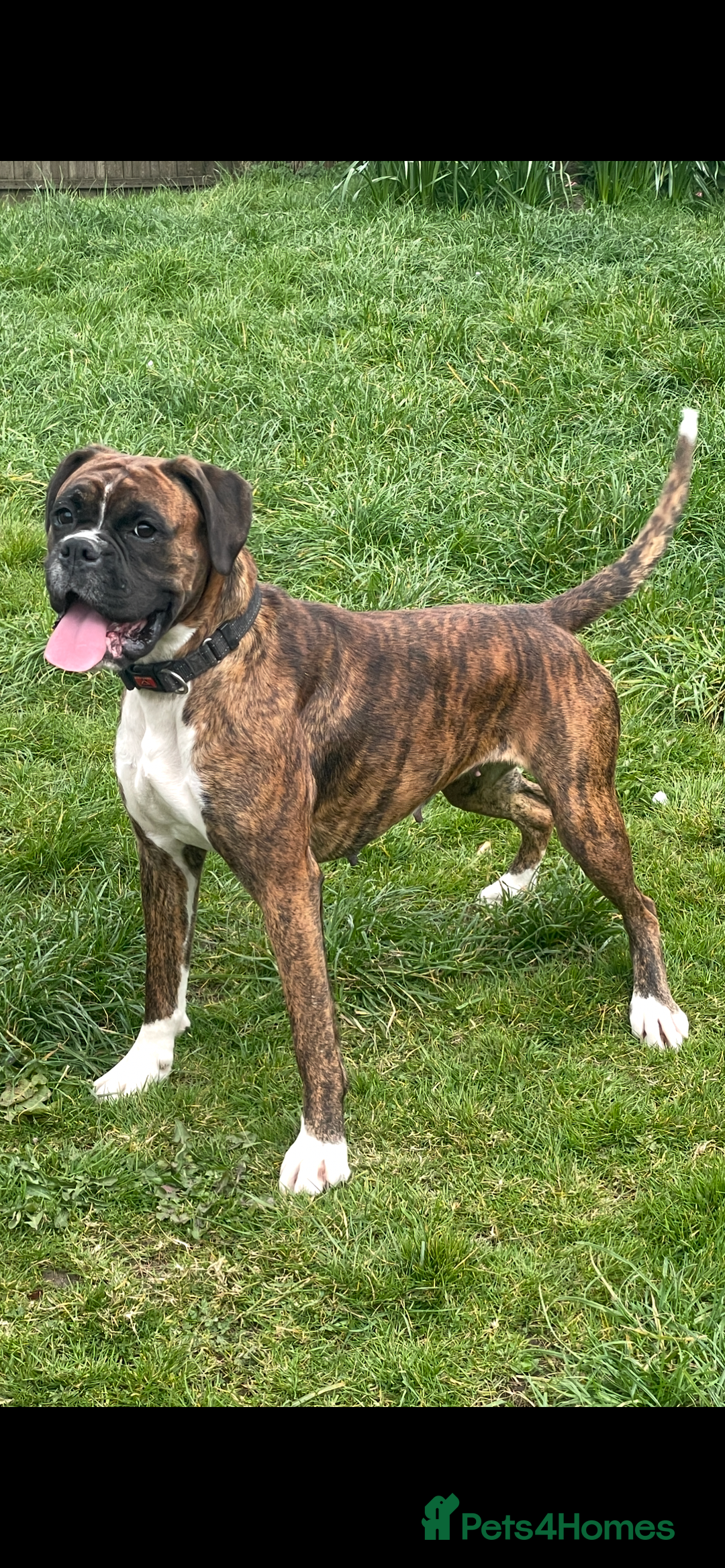 Boxer dogs for sale: 3yr old boxer female looking for loving home  - Image 4