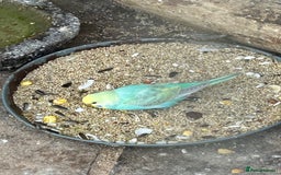 Budgerigars birds for sale: BEAUTIFUL BABY BUDGIES FOR SALE - Image 8