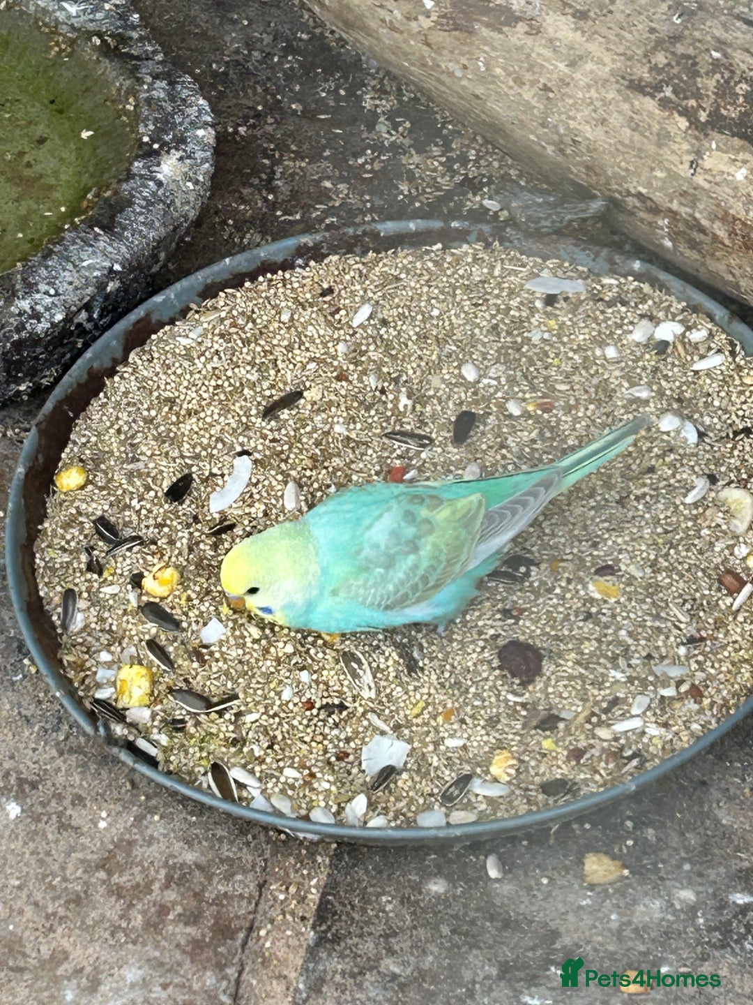 Budgerigars birds for sale: BEAUTIFUL BABY BUDGIES FOR SALE - Image 8