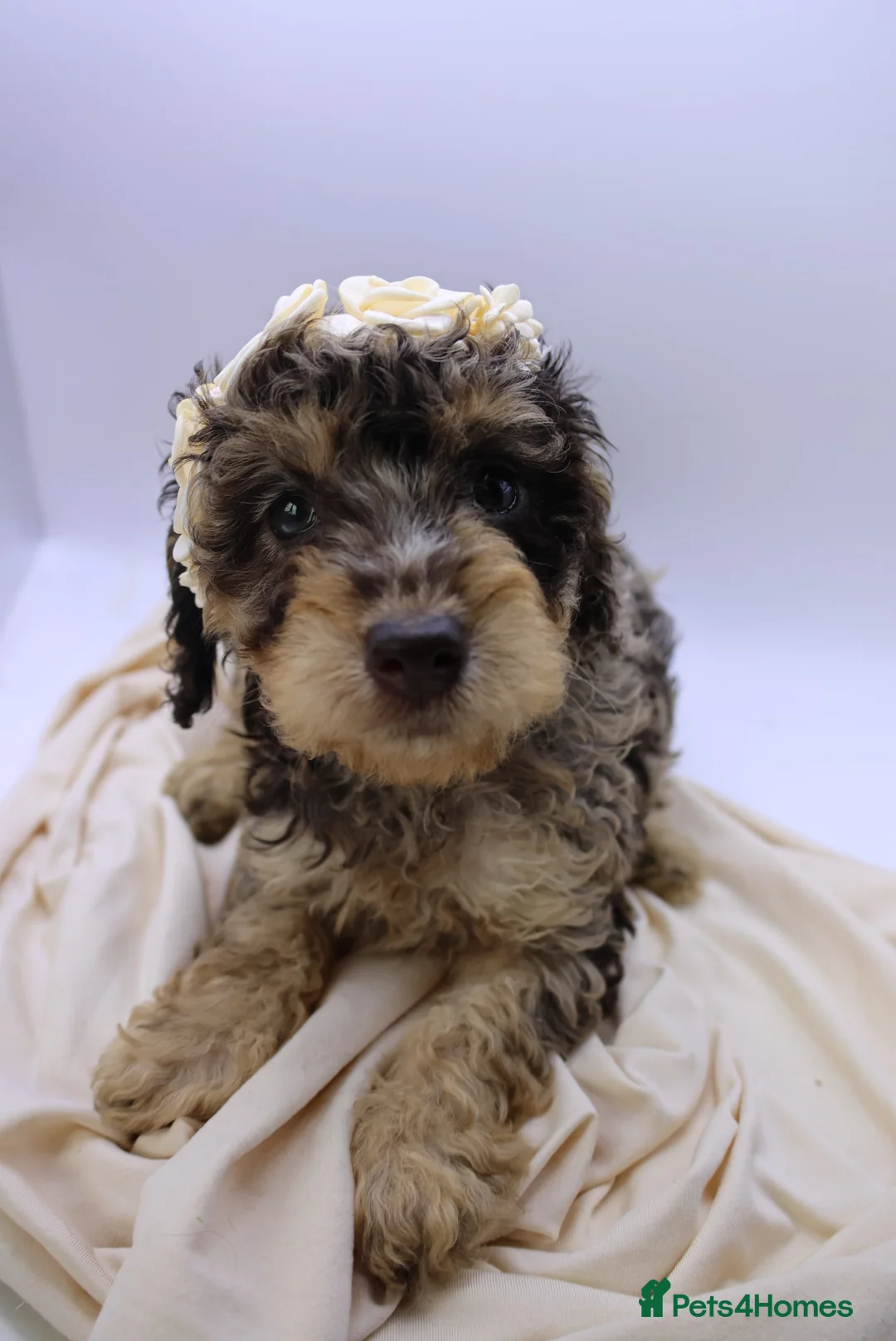 Cockapoo dogs for sale: Cute Miniature Cockapoo Babies - Advert 12