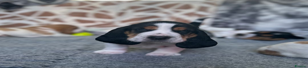 Brutus
