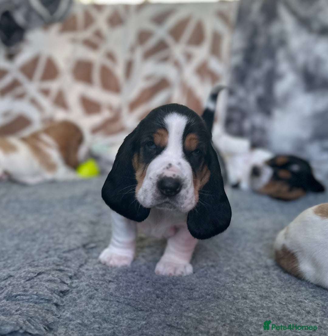 Basset Hound dogs for sale: Basset Hound Puppies - Image 11