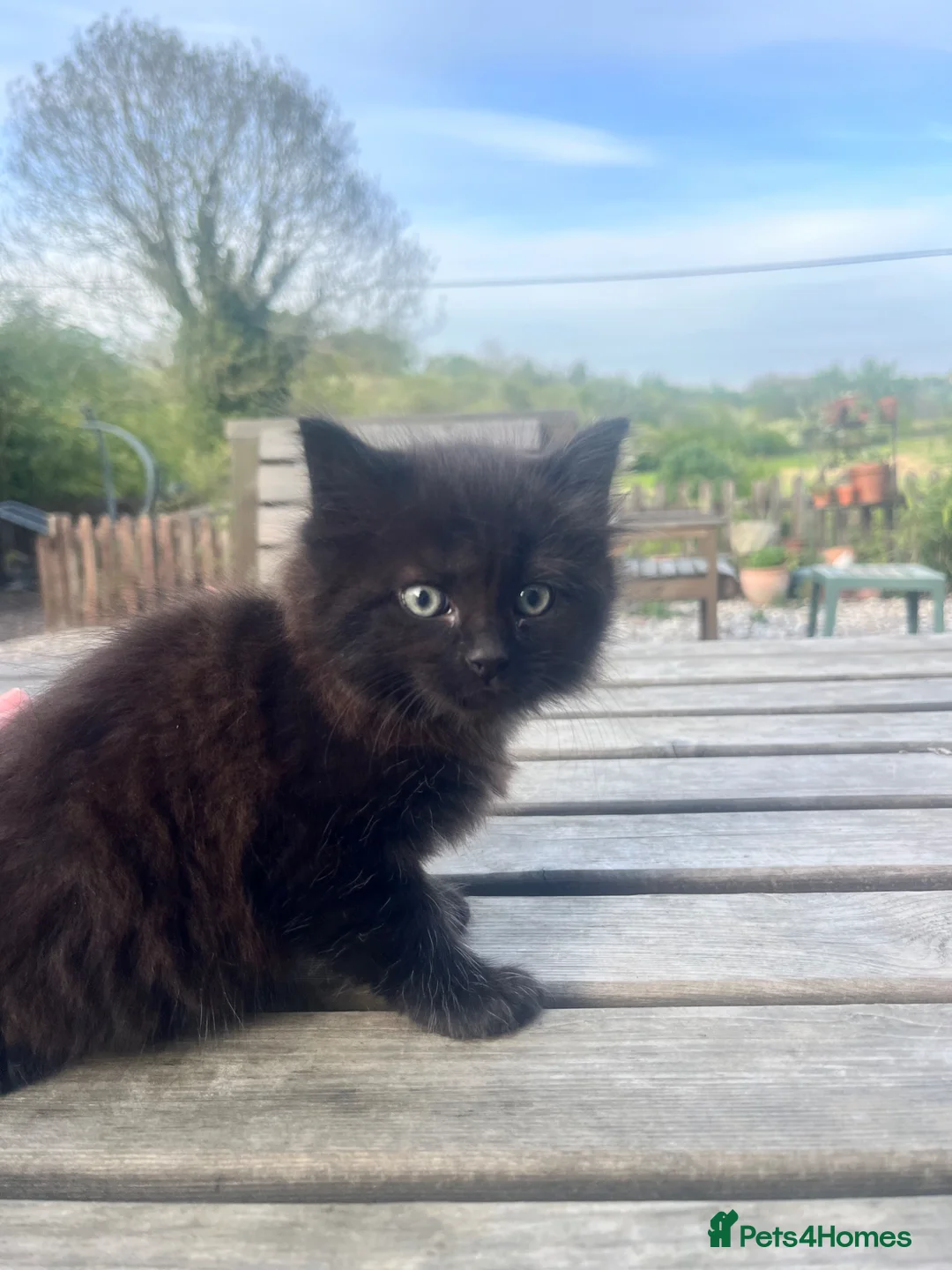 Mixed Breed cats for sale: FLUFFY……..Ragdoll X short hair  - Advert 2