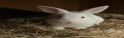 Mixed Breed rabbits for sale: Male albino rabbits in Wolverhampton - Advert 2