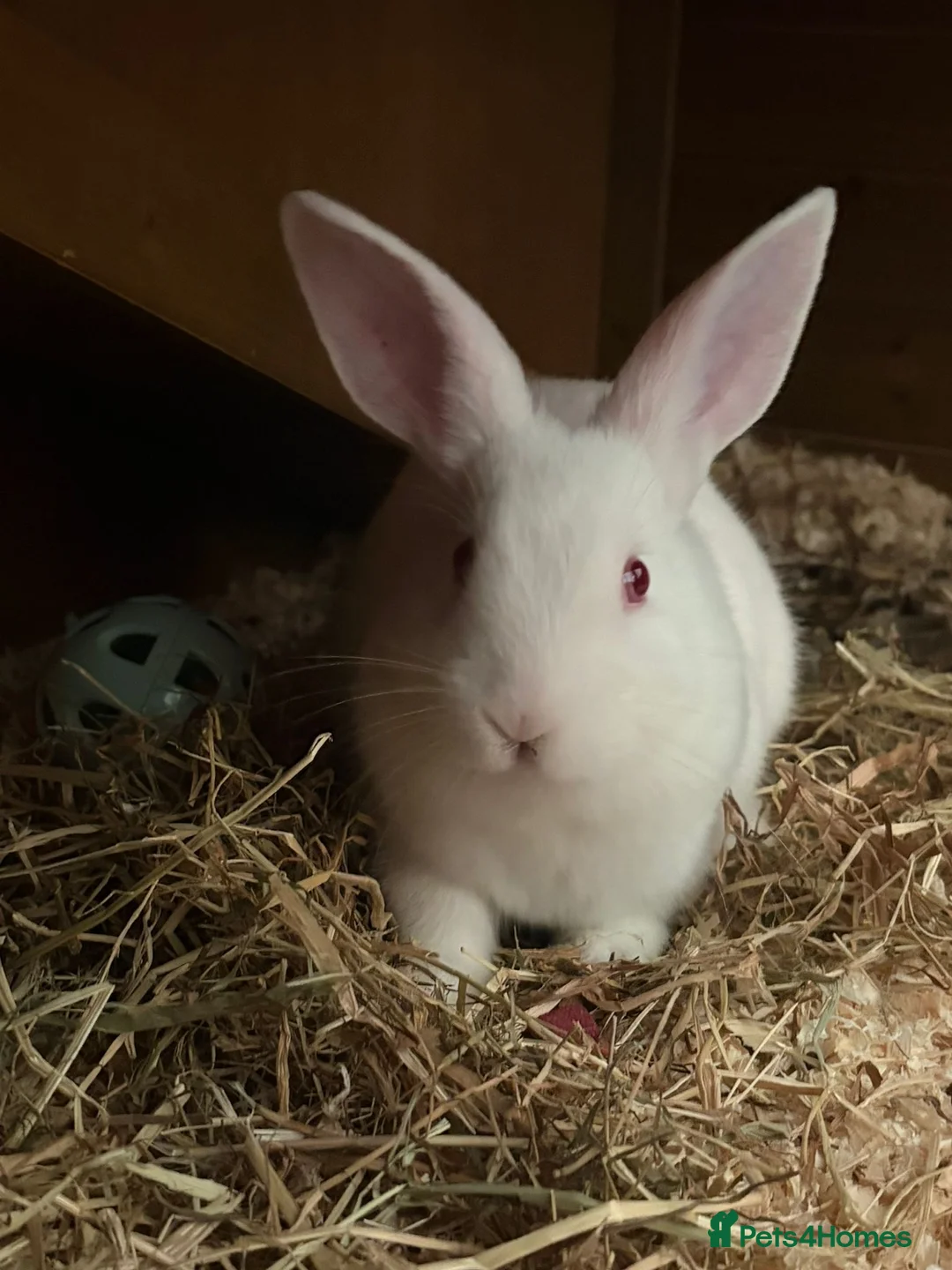 Mixed Breed rabbits for sale: Male albino rabbits in Wolverhampton - Advert 2