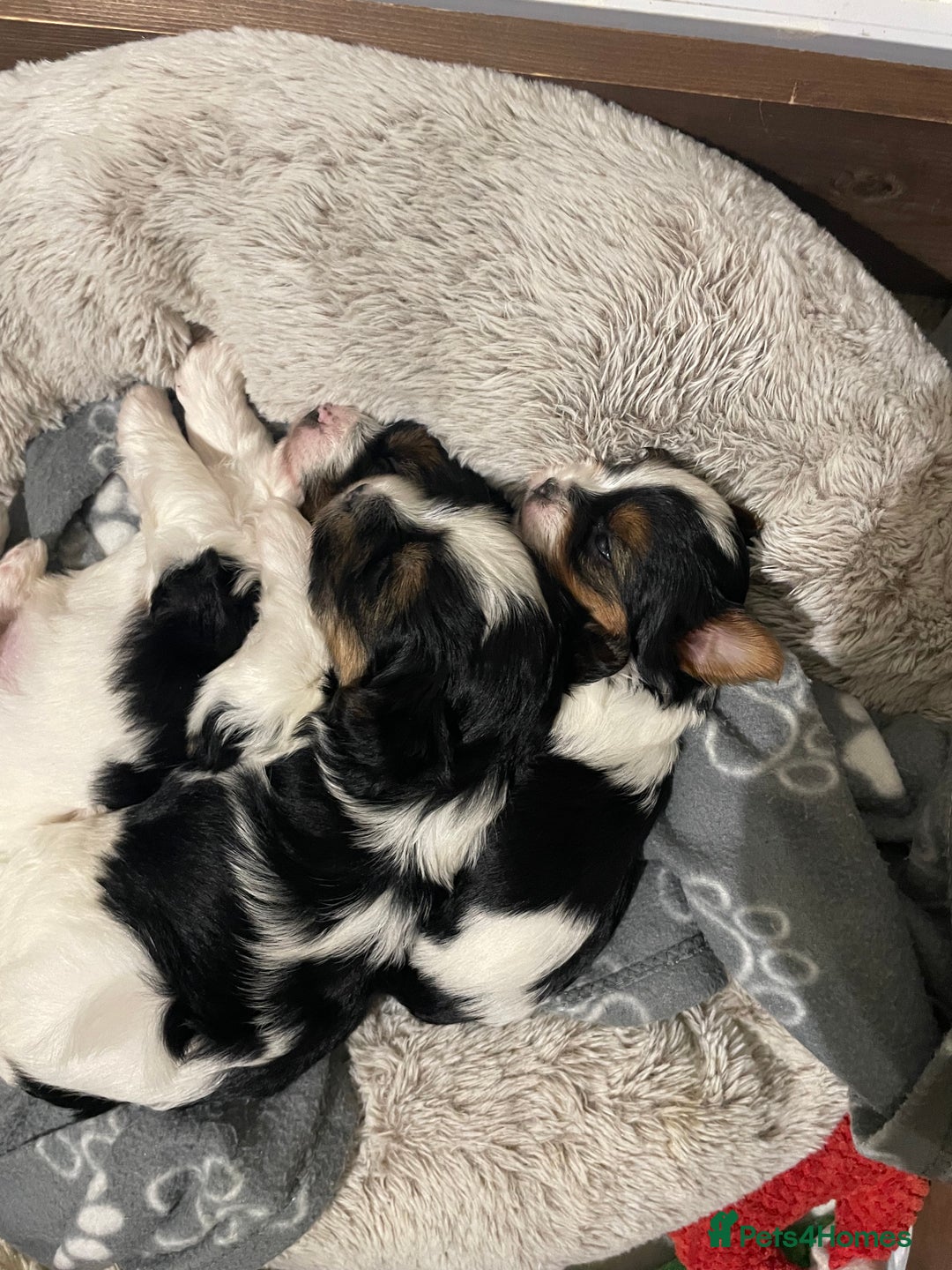 Biewer Terrier dogs for sale: Biewer Terrier Puppies - Advert 16
