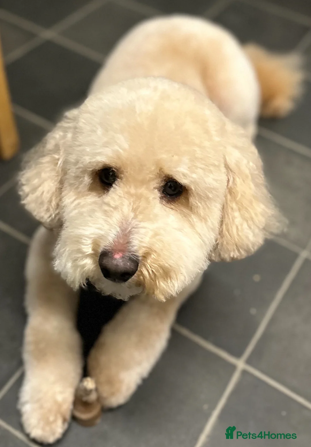 Cockapoo dogs for stud: Cockapoo for stud  - Advert 6